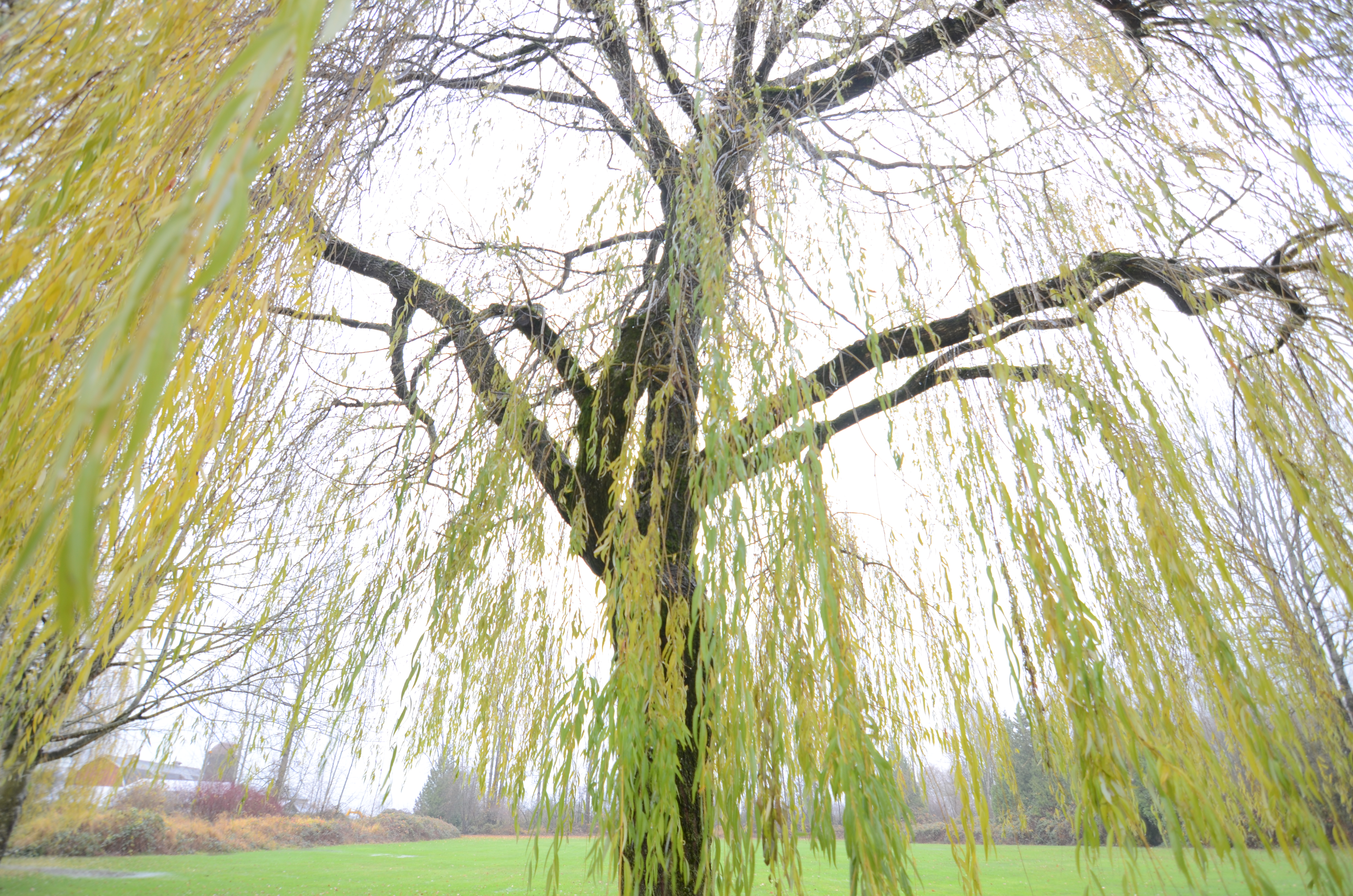 Willow_Tree
